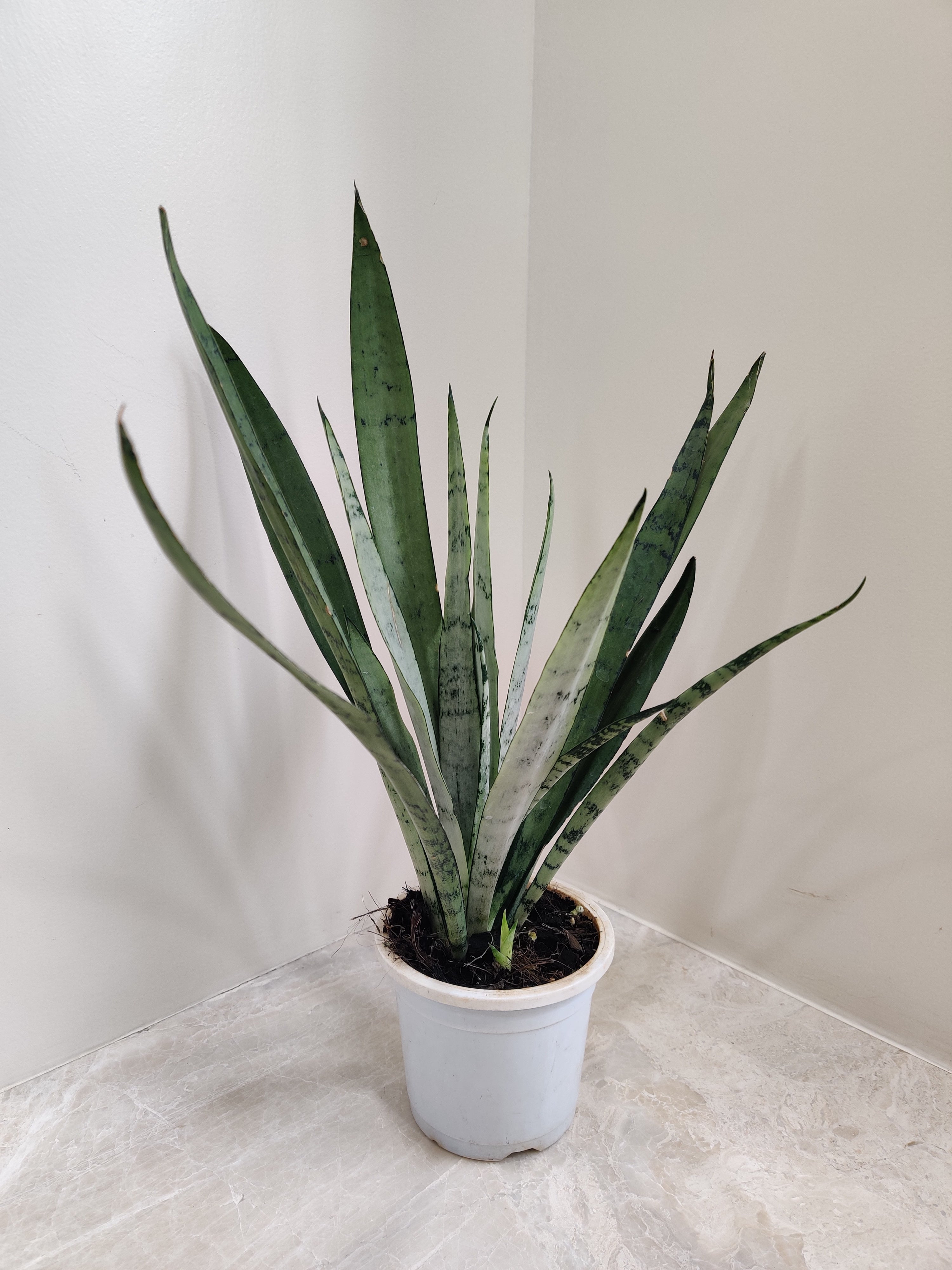 10+ Rare Snake Plant Buy Silver Princess Snake Plant Online India | Rare Snake Plant