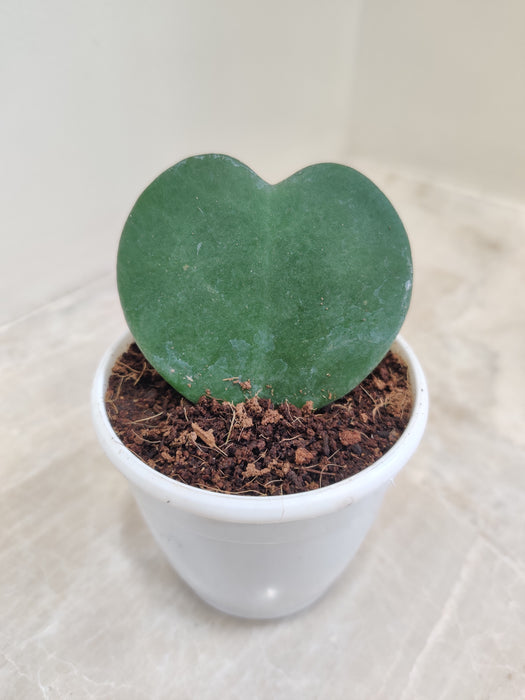Hoya-Heart-Green-Leaf-7cm