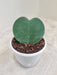 Hoya-Heart-Green-Leaf-7cm