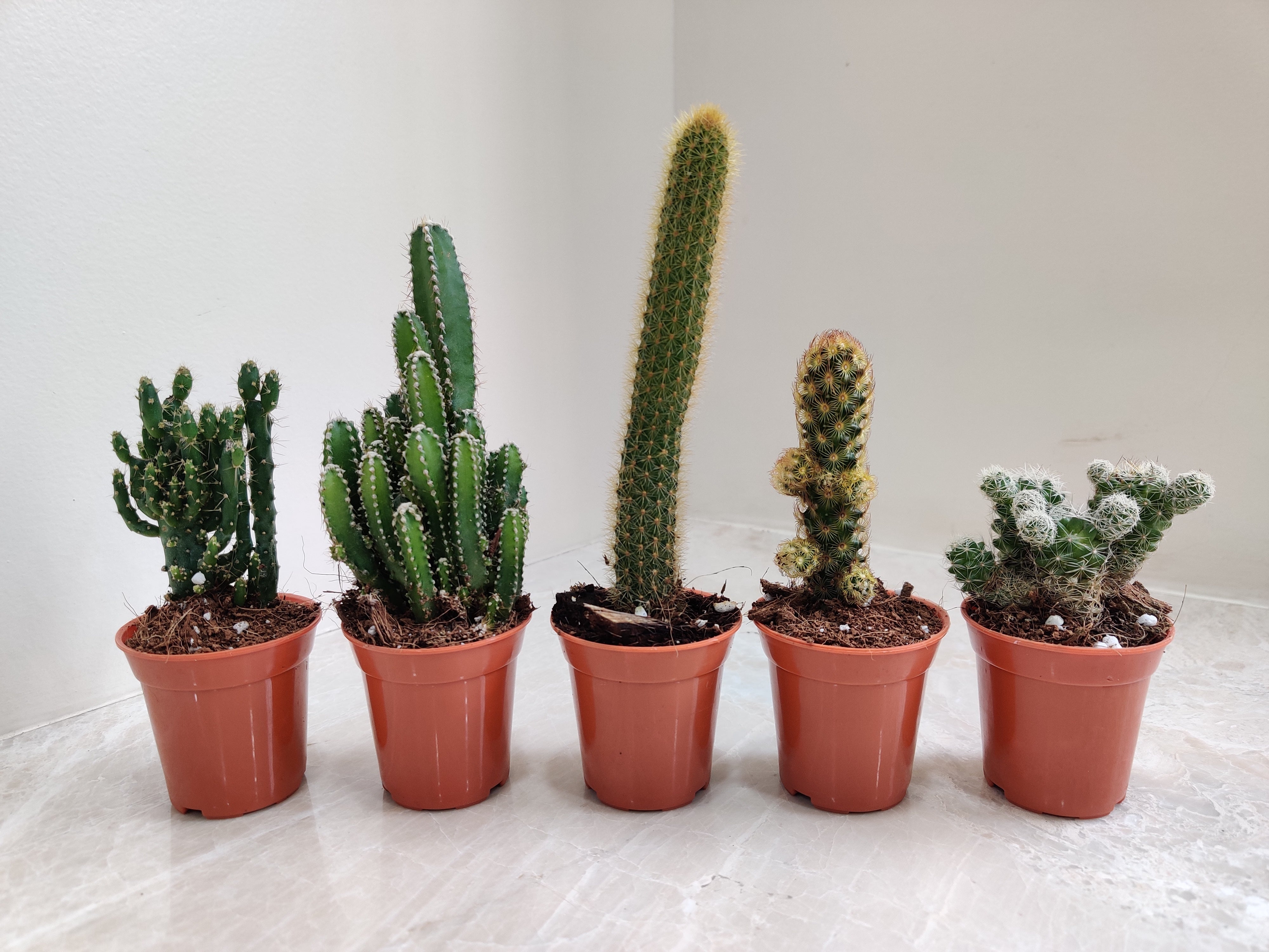 Non Grafted Cactus (Small, 5 Cactus) Any Color