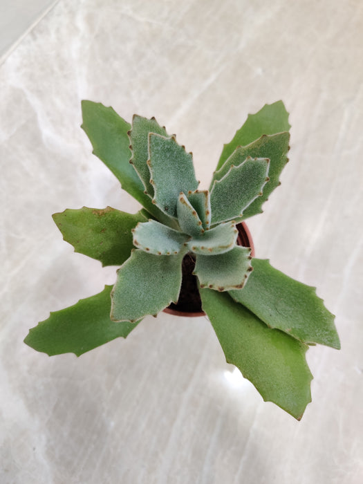 Velvety Kalanchoe Indoor Succulent in Small Pot
