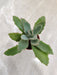Velvety Kalanchoe Indoor Succulent in Small Pot