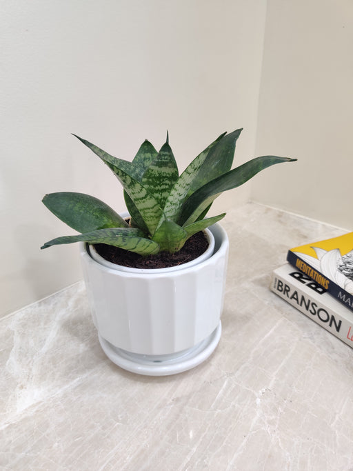 Indoor Snake Plant for Corporate Gifting
