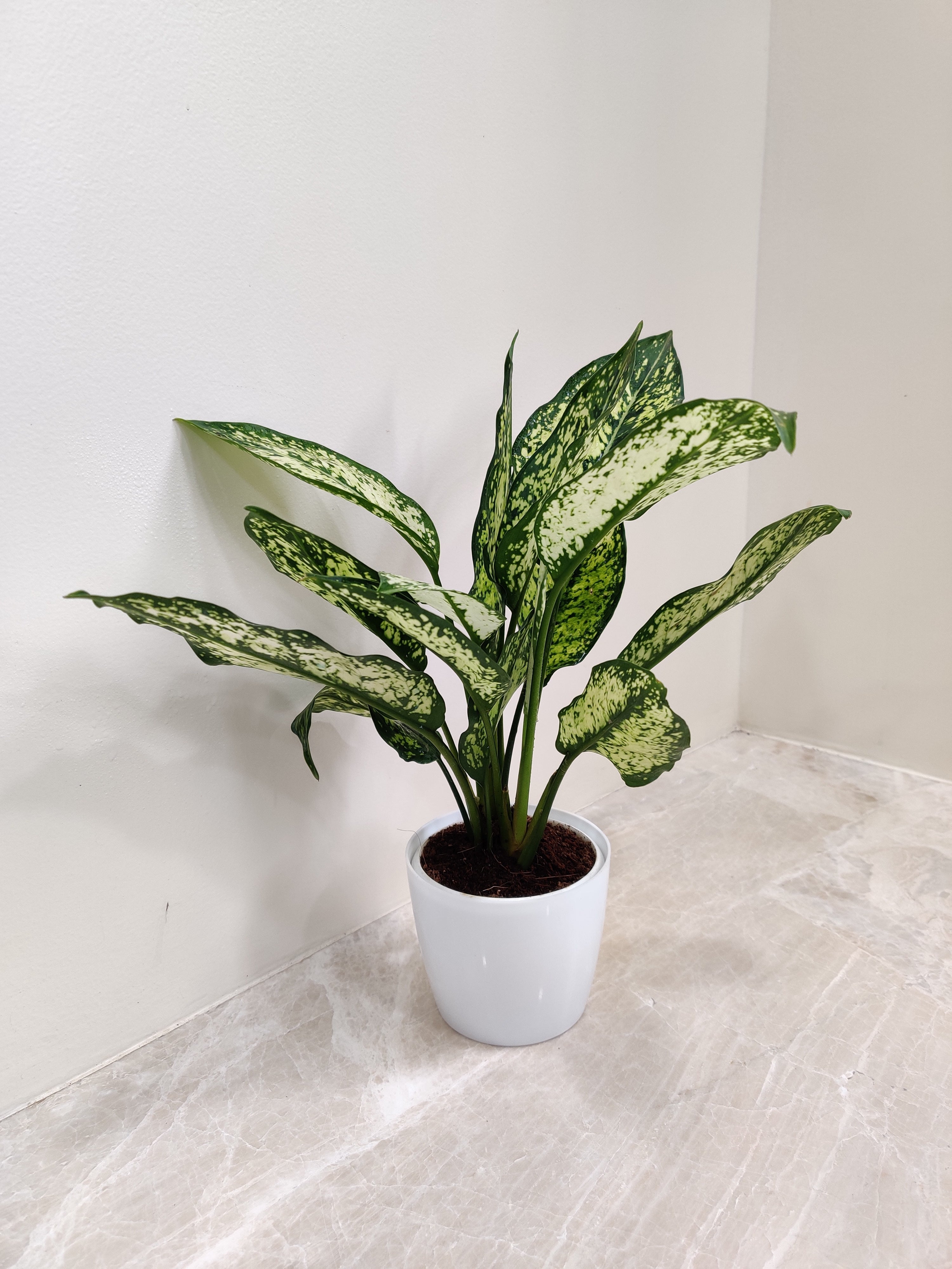 aglaonema snow white nákup Aglaonema Snow White