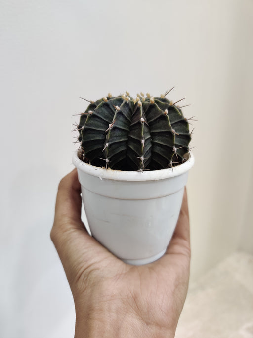 Sophisticated Black Cactus for Desktops