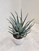 Decorative Aloe Humilis succulent