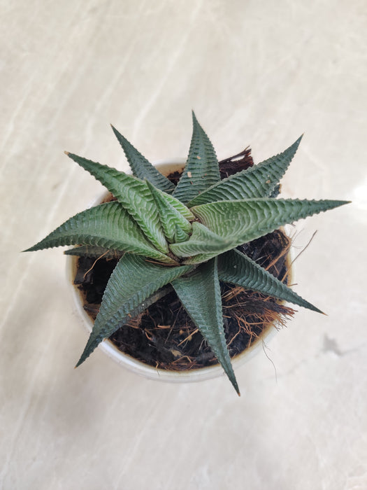 Detailed-Aloe-Black-Indoor-Succulent