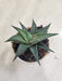 Detailed-Aloe-Black-Indoor-Succulent