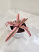 Vibrant Pink Starlite Cryptanthus indoor plant