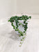 Cascading-String-of-Pearls-Indoor-Plant