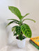 Healthy Calathea Zebrina plant for home decor