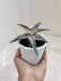 Aloe Zebrina Dannyz Perfect for Office Desks Indoor Succulent