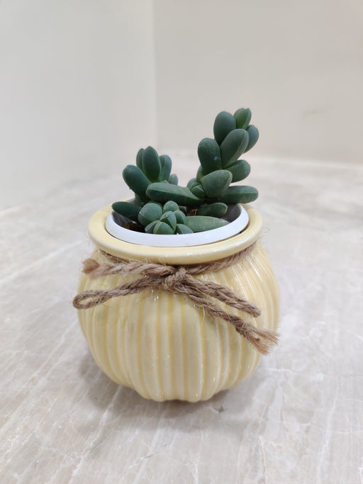 Robust succulent plant for corporate gifting