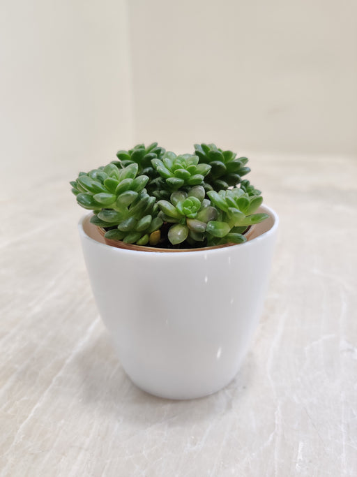 Succulent Desk Buddy in White Plastic Pot