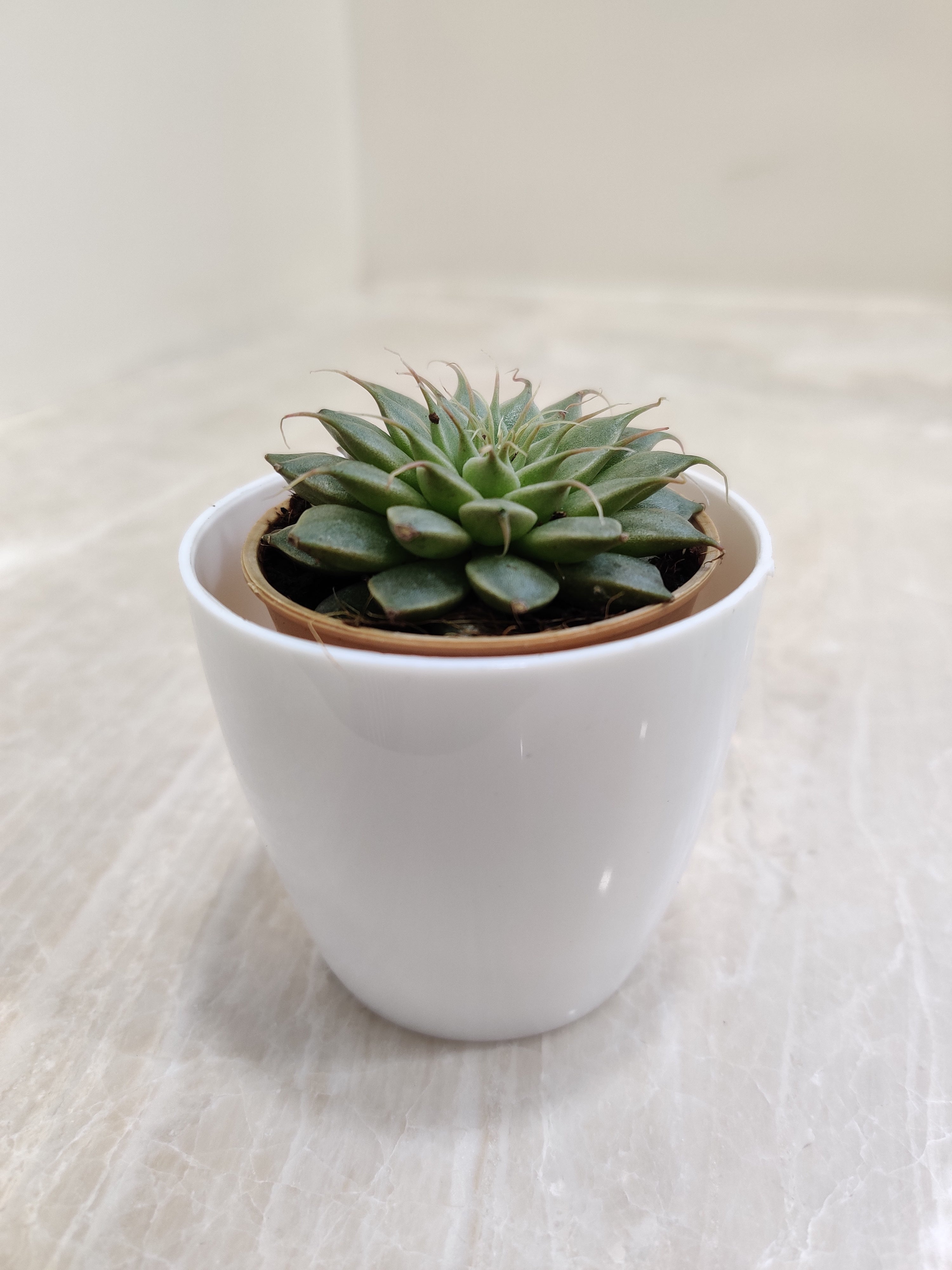 Green Succulent Perfect for Corporate Gifting