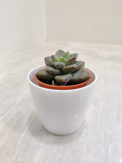Green succulent plant in white pot for office