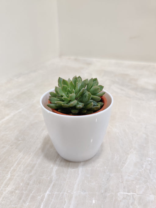 Succulent plant in white pot for corporate gifting