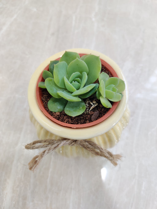Succulent plant in an ivory ribbed ceramic pot