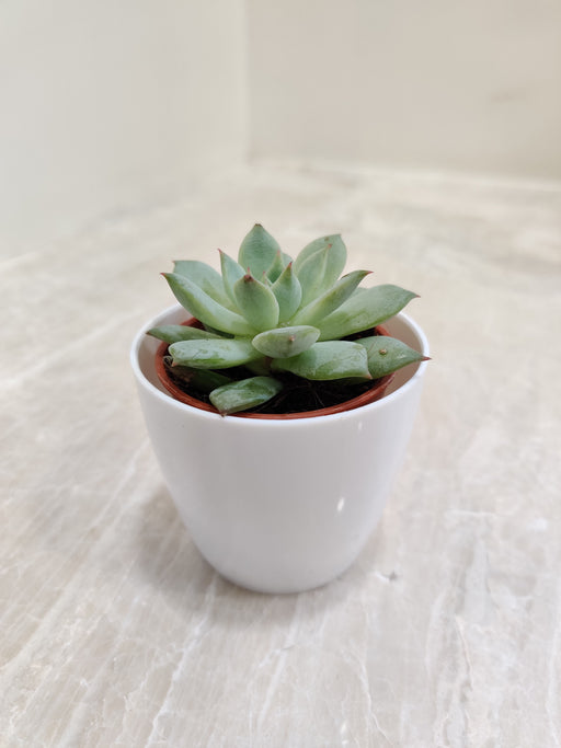 Lush green succulent plant in white plastic pot for office