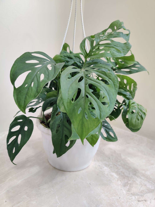 Elegant Monstera deliciosa plant for indoor home decor