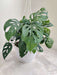 Elegant Monstera deliciosa plant for indoor home decor