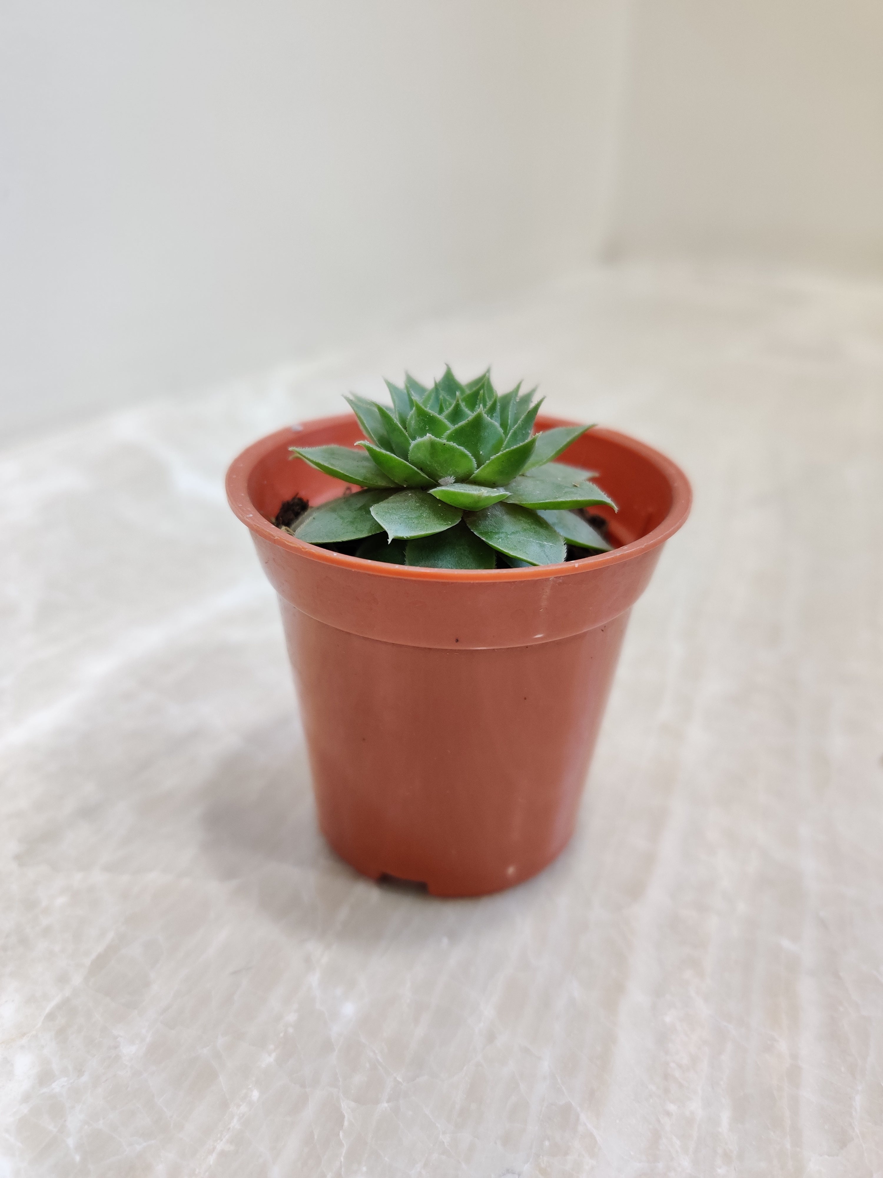 succulent wheel Lakshmi Kamal Succulent