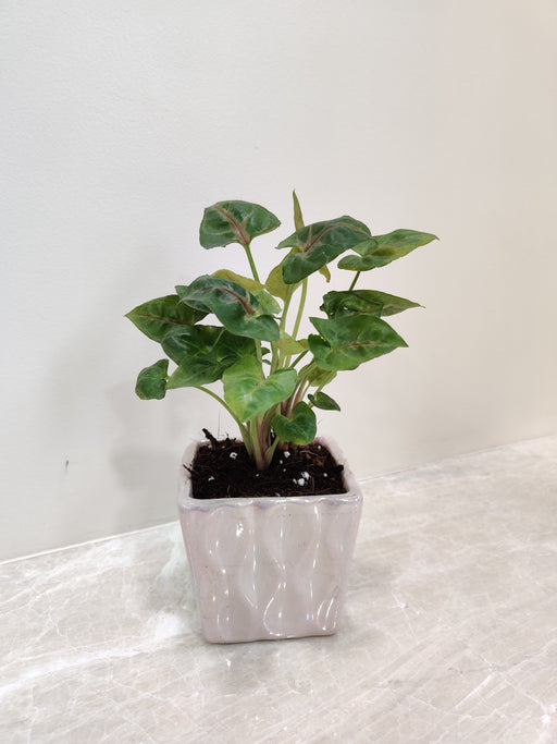 Syngonium plant for corporate gifting
