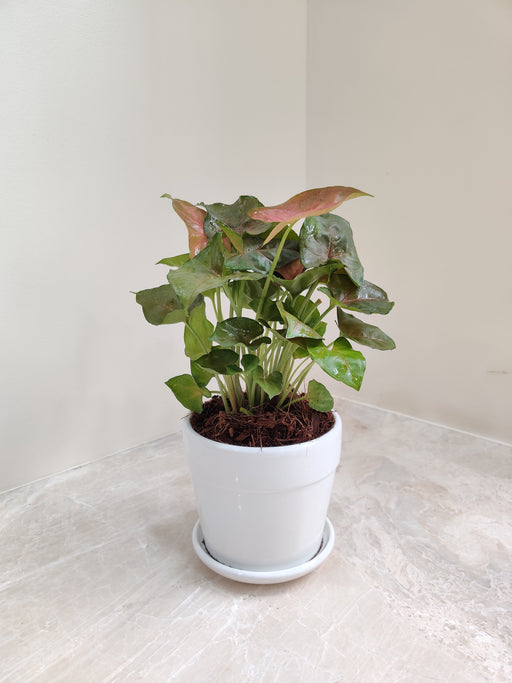 Syngonium elegance as a corporate gift option