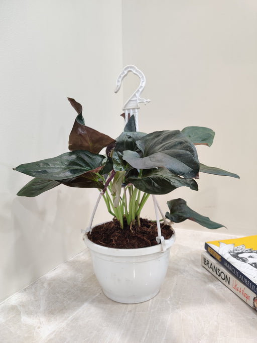 Syngonium Erythrophyllum hanging basket - Trailing Plant for Indoor Decor