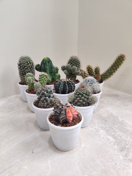 Comprehensive Selection of Cactus Plants in Pots