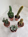 Home Decor Mini Cactus Assortment
