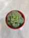 Charming Rolly Succulent in Classic Pot