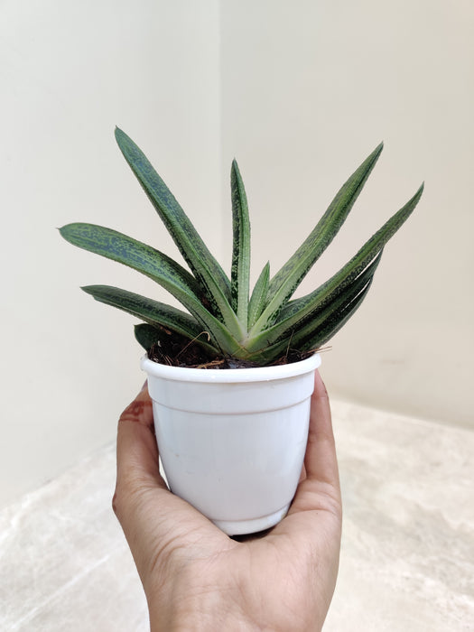 Gasteria-Little-Warty-Low-Maintenance-Indoor-Plant