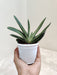 Gasteria-Little-Warty-Low-Maintenance-Indoor-Plant