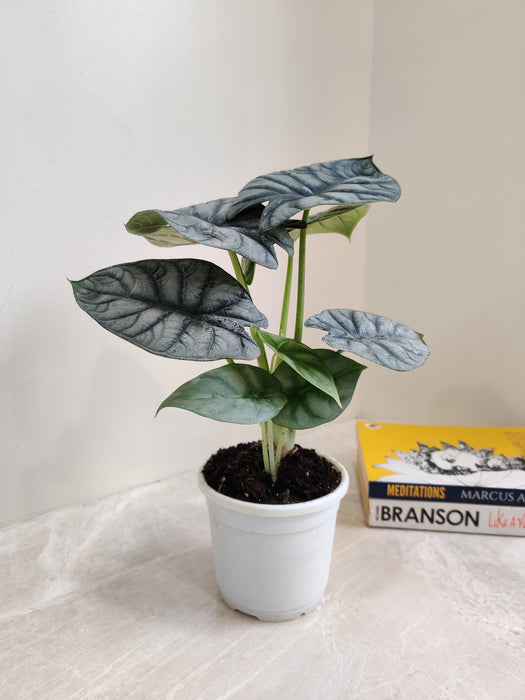 Air Purifying Indoor Alocasia Silver Dragon Plant