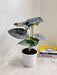 Air Purifying Indoor Alocasia Silver Dragon Plant