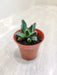 Faucaria Bosscheana - Perfect Desktop indoor Succulent Plant