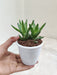 Compact-Aloe-Juvenna-Perfect-for-Small-Spaces-Indoor-Succulent