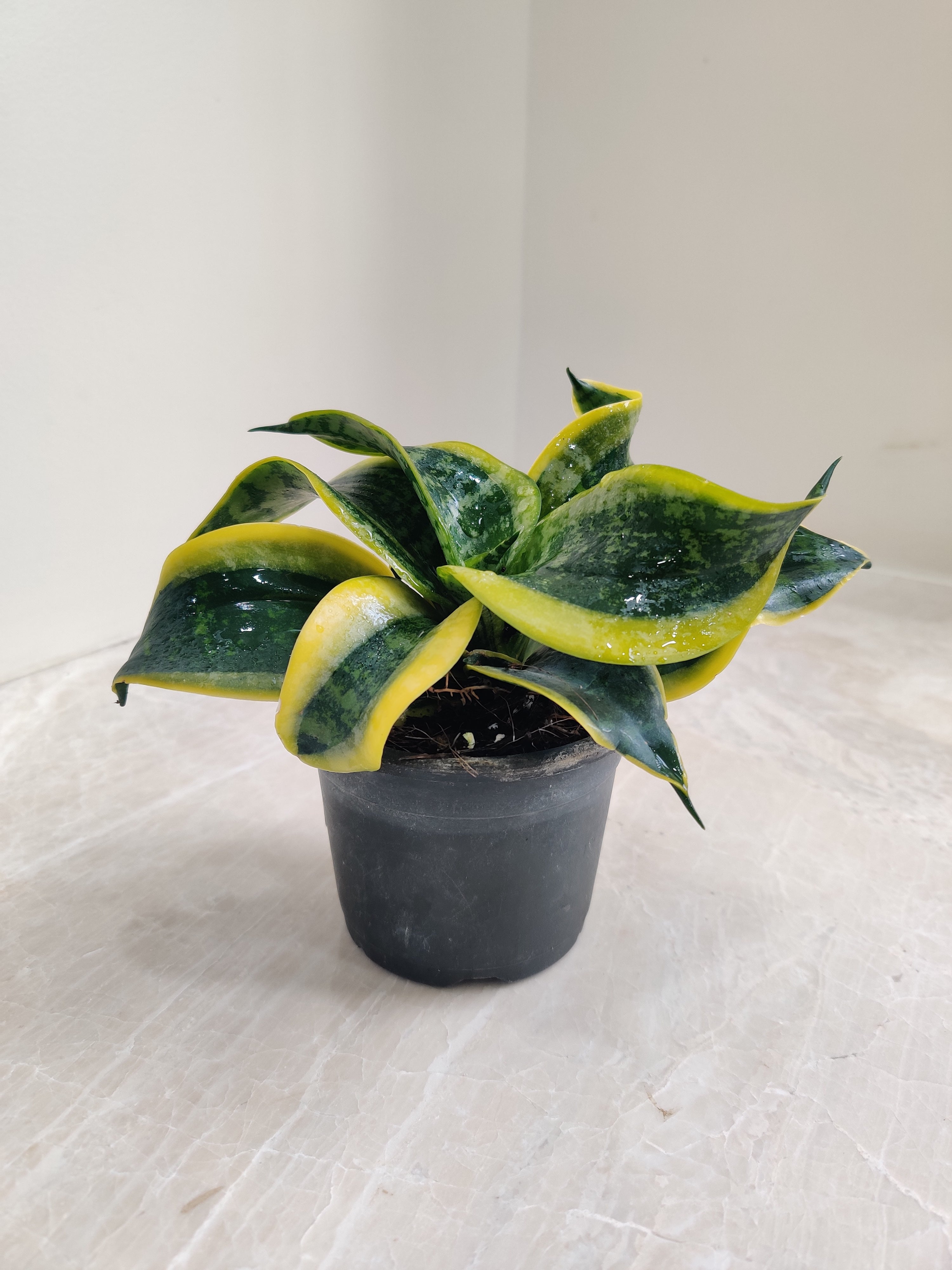 snake plant twisting Buy Tornado Snake Plant Online at Lowest Price – ChhajedGarden.com