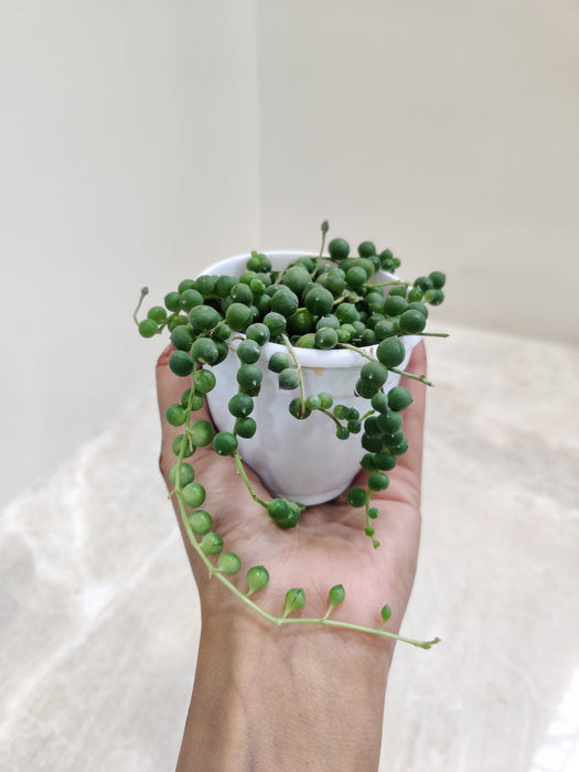Indoor-String-of-Pearls-Decor