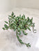 Hanging Senecio radicans Succulent for Indoor Decor