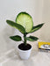Easy Care Dieffenbachia Plant in Small Pot
