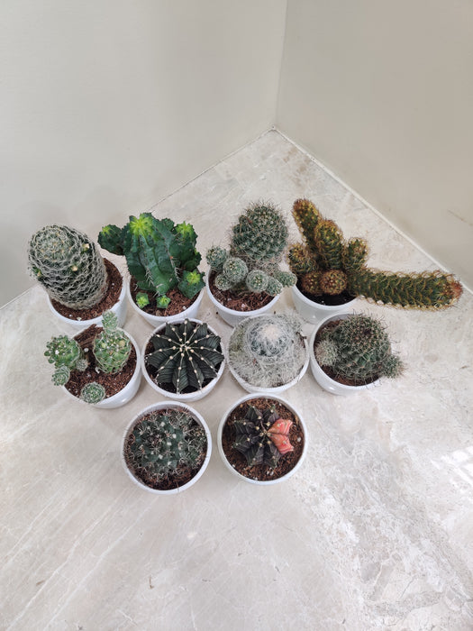 Top 10 Cactus Plants Pack