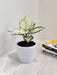 Elegant variegated Aglaonema plant perfect for corporate gifting