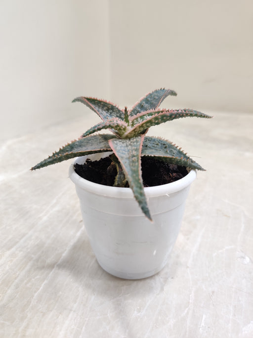 Vibrant Aloe Zebrina Dannyz Succulent for Indoors