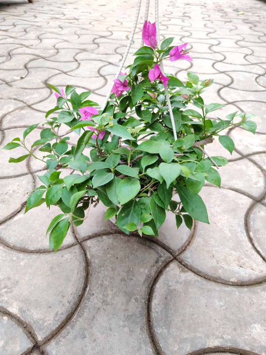 Hanging pot of Bougainvillea with pink flowers