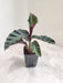 Calathea Gandersii Plant in 7 cm Pot