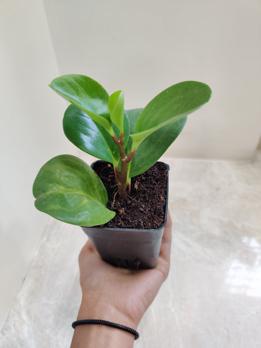 Peperomia Obtusifolia with Glossy Leaves