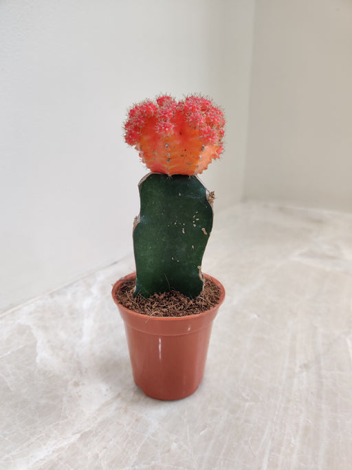 Small Vibrant Orange Moon Cactus Ideal for Indoor Decor