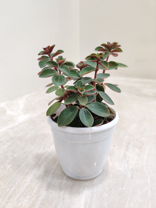 Rubella-Peperomia-Indoor-Plant